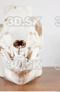 Skull photo reference 0015